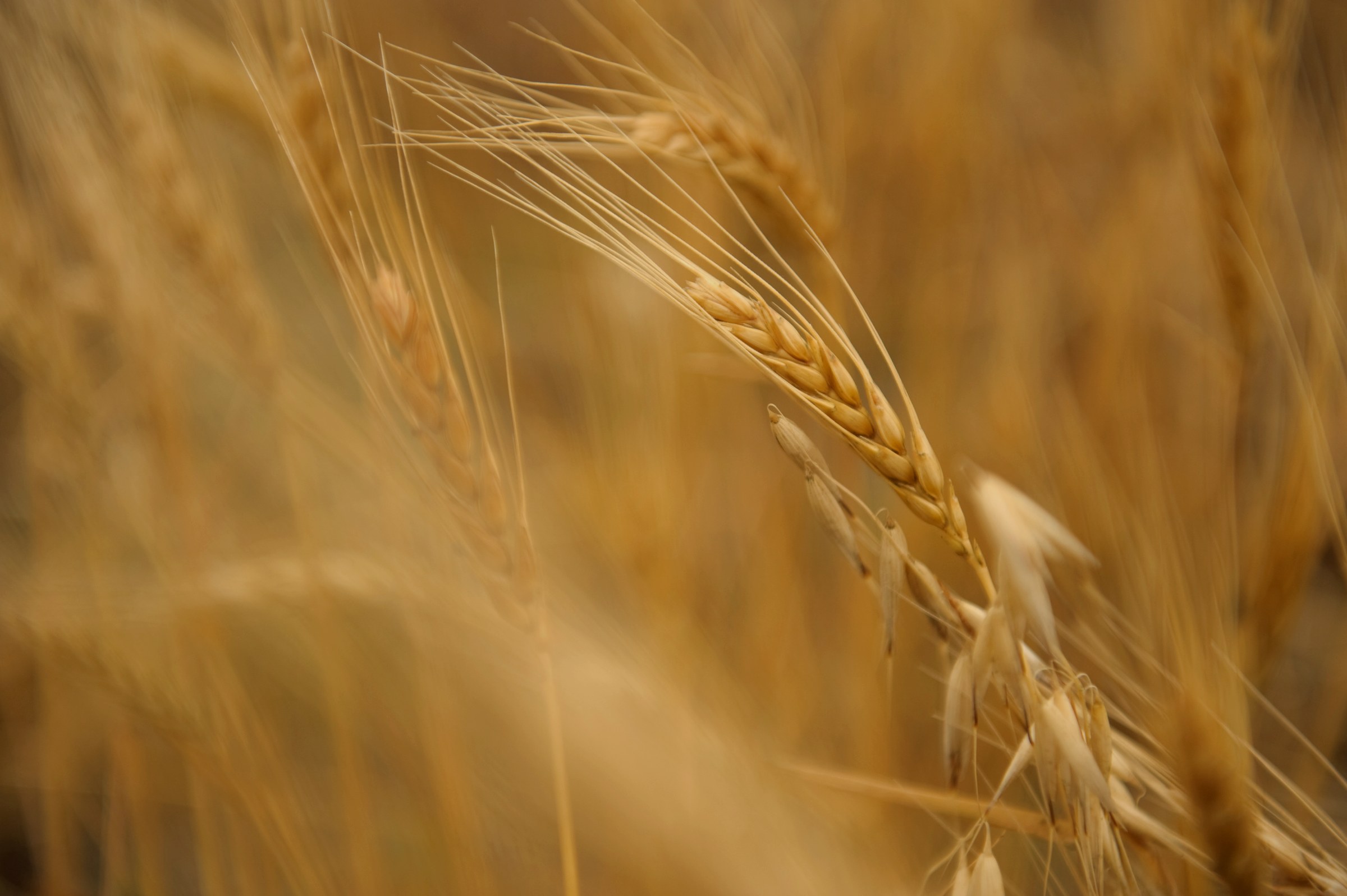 Dhalte suraj mein Punjab ke sunehre gehun ke khet